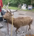 /album/zvirata-vycpaniny-lastury-more-trofeje-taxidermy-sea-props/rh-77-info2-jpg/